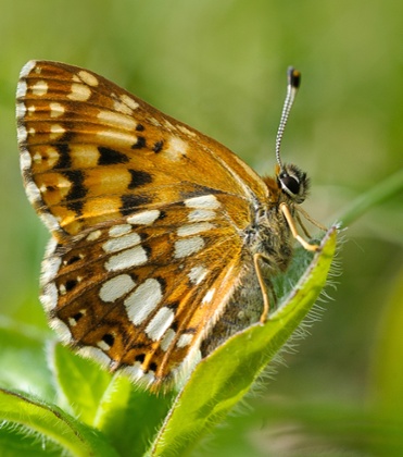 Duke of Burgundy butterfly