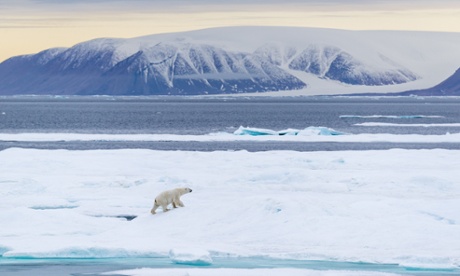 Polar bear in the Canadian High Arctic