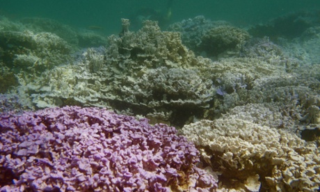 Bleached coral off Lisianski Island, Hawaii