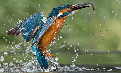 Stunning images of Kingfisher