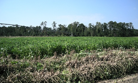 Georgia grows 45% of US peanuts.