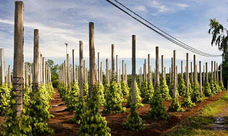 In Ba Ria-Vung Tau province Olam is working with Rainforest Alliance to produce <a href=