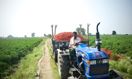 Chillies are grown all over the world to give food heat, flavour and colour but India is the largest producer