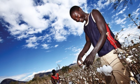 The cotton plant is related to hibiscus. 
