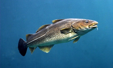 Cod stocks in the North Sea are approaching sustainable fishing levels, say marine experts.