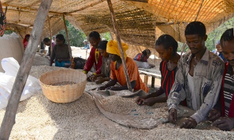 Dry processing coffee in Ethiopia