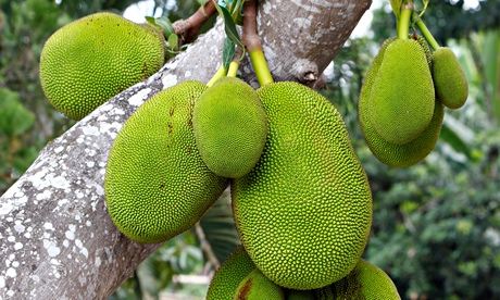  Jackfruit on the tree.