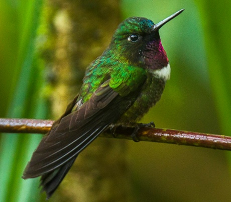 Amethyst-throated Sunangel
