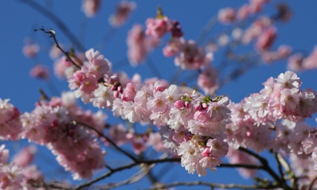 Cherry tree in a churchyard, UK