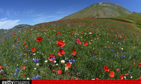 The Plains of Castelluccio, a vast plateau located about 1,350 meters above sea level, at the height of summer.