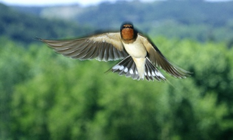 swallow