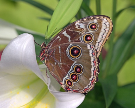 Peleides blue morpho, Morpho peleides