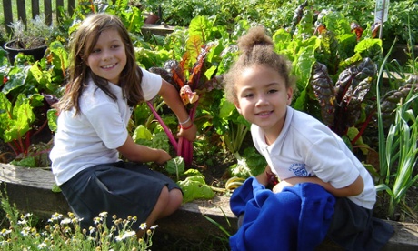 Rockmount primary school harvesting vegetables