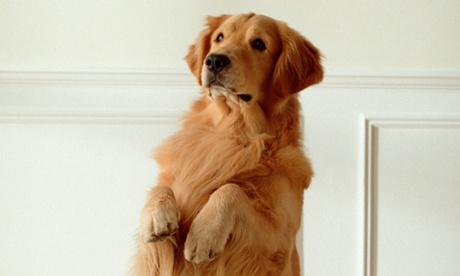 Dogs left home alone are DogTV's target audience.