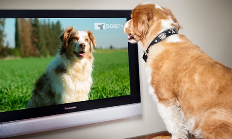 DogTV has 