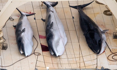 A handout image supplied by Sea Shepherd Australia in January 2013 shows three minke whales on the deck of the Japanese Ship Nisshin Maru.