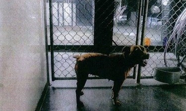 Izzy the staffordshire terrier