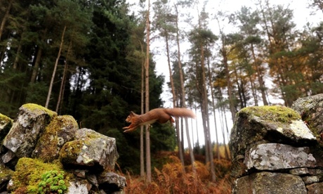 A red squirrel jumping from rock to rock in the Kielder forest, Northumberland.