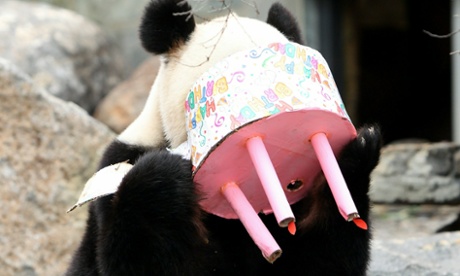 Panda and cake