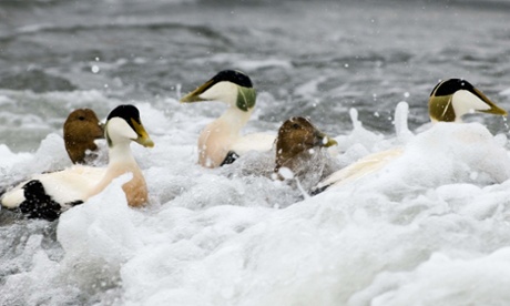 Eider ducks (Somateria mollissima) in the North Sea, Northumberland.
