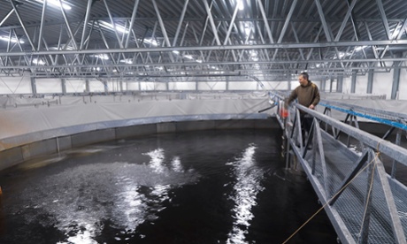 Mark Russell, plant manager at Danish Salmon, above one of the tanks that holds 35,000 salmon