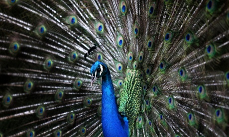 A peacock displaying its tail feathers. ‘The pecking has completely ruined the back of my car,’ said one woman working near Clyst St Mary.