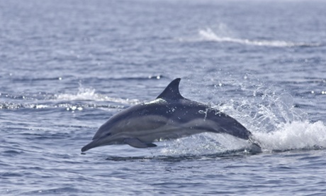 Common dolphin (Delphinus delphis), Sound of Mull, Inner Hebrides, Scotland, UK 