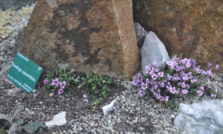 Purple saxifrage
