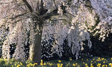 A Prunus subhirtella rosea Cherry in bloom