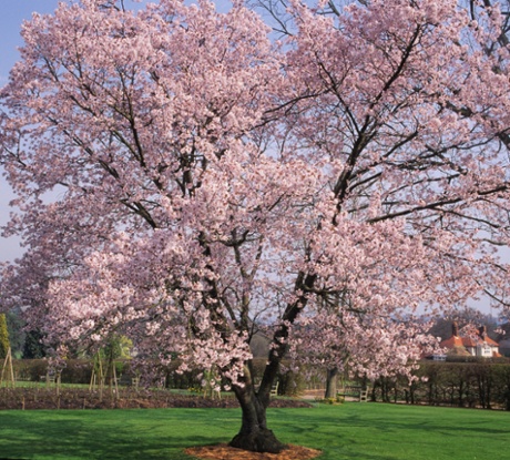 Branching out: a flowering Prunus avium at Wisley.