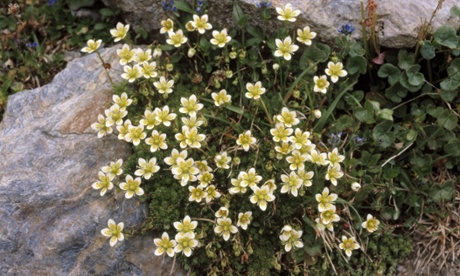 Mossy saxifrage