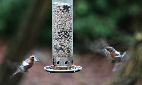 Male chaffinches