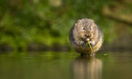 water vole