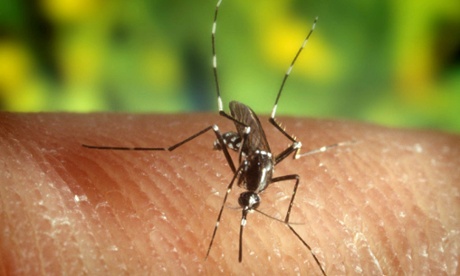 mosquito florida west nile virus