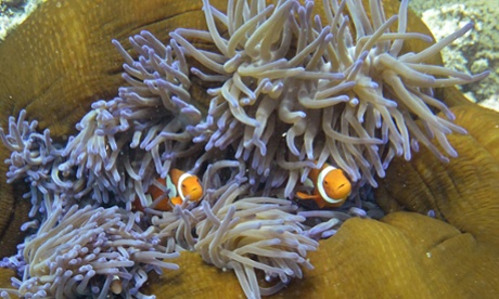 Scientific studies have found that coral reefs are under threat from ocean acidification due to increases in atmospheric carbon dioxide from the burning of fossil fuels.