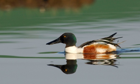 shoveler