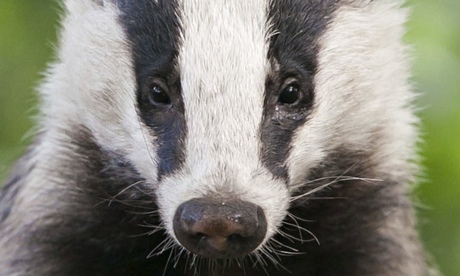 A european badger