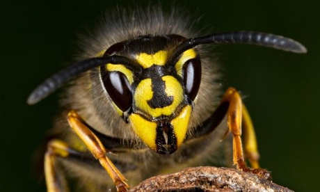 A fine pair of fangs? … the common wasp. Photograph: Alamy