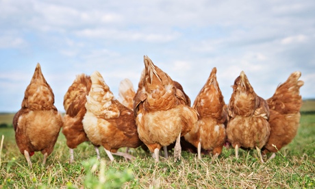Rear view of chickens in a field