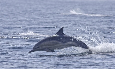 Common dolphin (Delphinus delphis), Sound of Mull, Inner Hebrides, Scotland, UK 