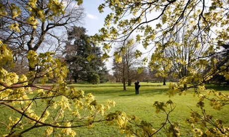 Spring at Kew Gardens: Italian Maple (Acer opalus) in flower.