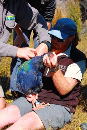 Auckland Zoo bird keeper Chris Steele holds a takahe while a Department of Conservation (DOC) ranger fits a transmitter to the bird which will be introduced to Rotoroa next month. 