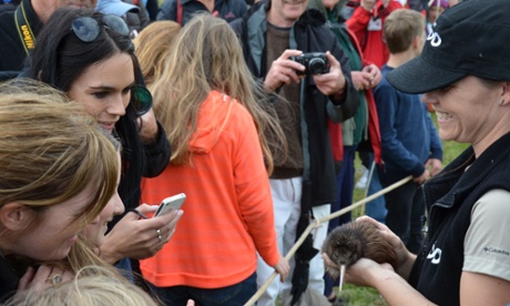 The kiwi was the star at a recent public release on Rotoroa Island. Conservationists are using the island's program as a way of connecting people, including students, to wildlife.