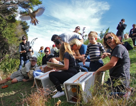 Release of whitehead birds on Rotoroa.