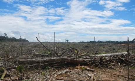 The Tamshiyacu plantation in northern Peru where it is alleged a United Cacao subsidiary illegally cleared primary rainforest. 