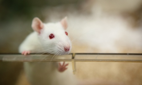 Most animal experiments carried out in the UK involve mice and rats.