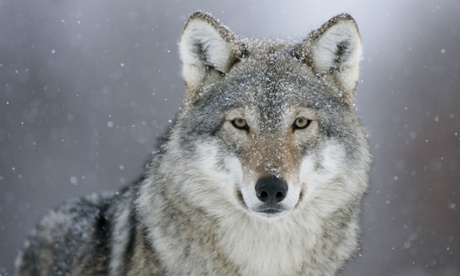 The European grey wolf. Norway has one of the smallest populations, with perhaps as few as 30.