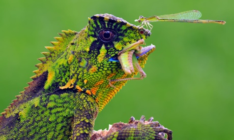 Green and purple lizard eating a grub