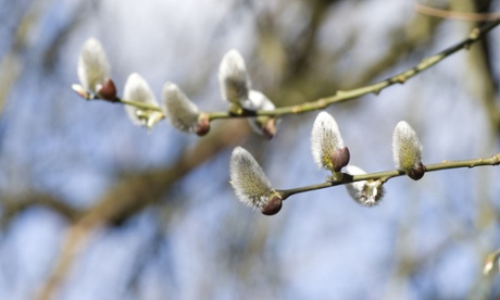 Goat willow (Salix caprea)
