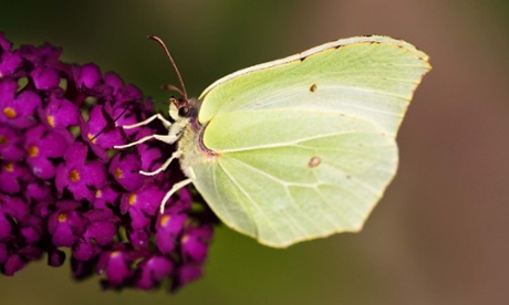 brimstone